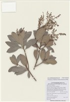 藏品(臺灣馬醉木)的圖片